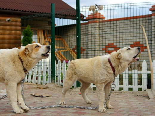 Ограждения Medium для частного сектора